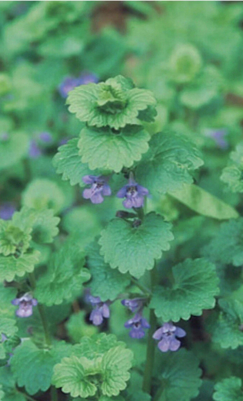 Creeping Charlie Live Vine Plant - 10 Rooted Knots Glechoma Hederacea Indoor Hanging Greenery