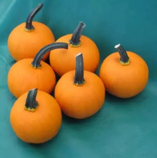 Kandy Korn Plus Pumpkin Seeds - 10 True Mini Pumpkin Seeds for Planting | Cucurbita pepo