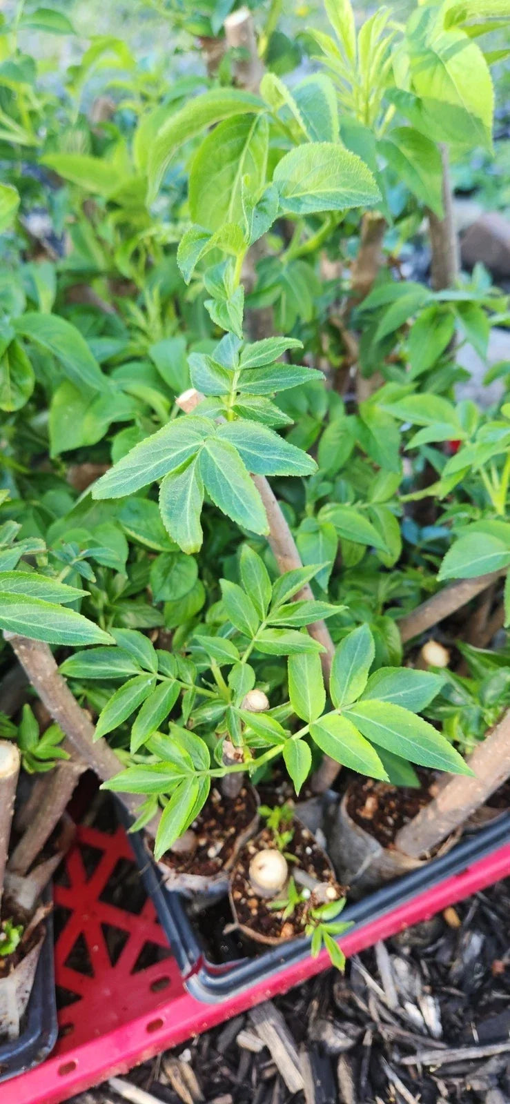 Black Elderberry Plants Live Bush Cuttings Sambucus nigra Rooted Shrubs for Garden Landscape