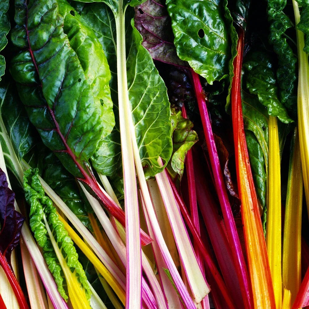 Rainbow Swiss Chard Seeds 50 Ct Non-GMO Vegetable Garden Seeds Beta vulgaris, Colorful Greens, Easy to Grow