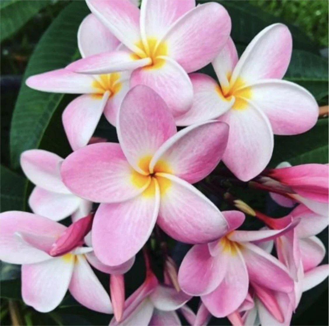 Rooted Plumeria Cutting - Pastel Pink Flower - 15" Frangipani Plant, Tropical Garden, Indoor Decor, Plumeria spp.