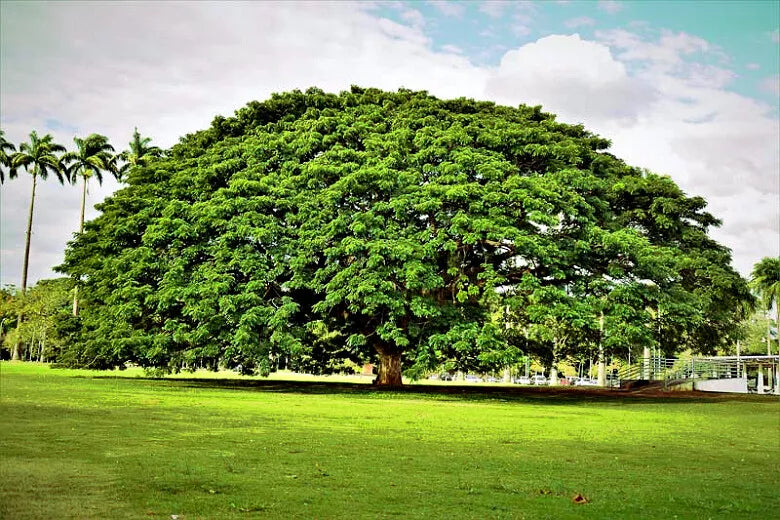 Rain Tree Seeds - 10 Pack Albizia saman Monkey Pod Tropical Flower Fast-Growing Shade Tree Rare Seed