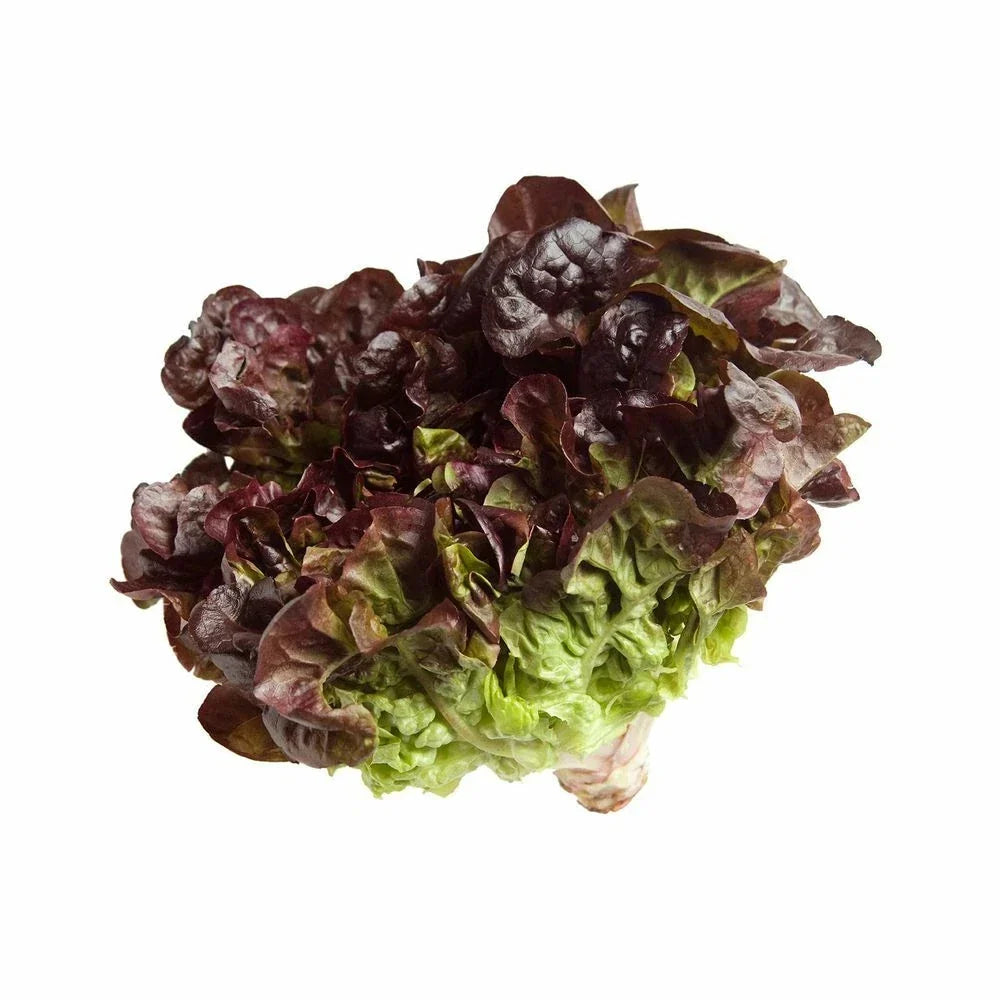 Oak Leaf Red Lettuce Seeds Bulk – Loose Leaf Salad Greens Lactuca sativa, Crisp, Fast-Germinating, 500-5000 Seeds