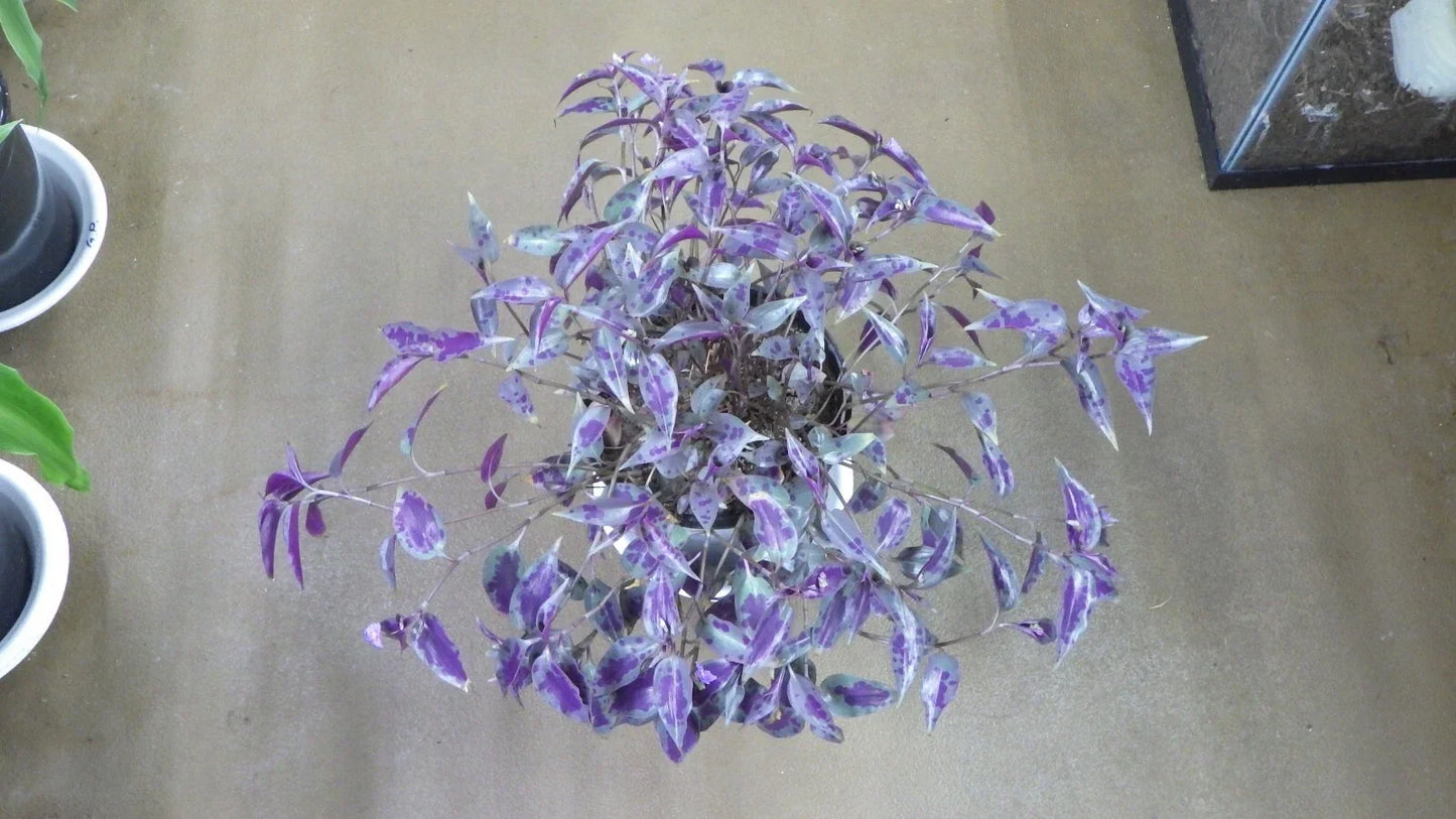 Tinantia Pringlei Cuttings - Mexican Speckled Wandering Jew Indoor House Plant Propagation Material