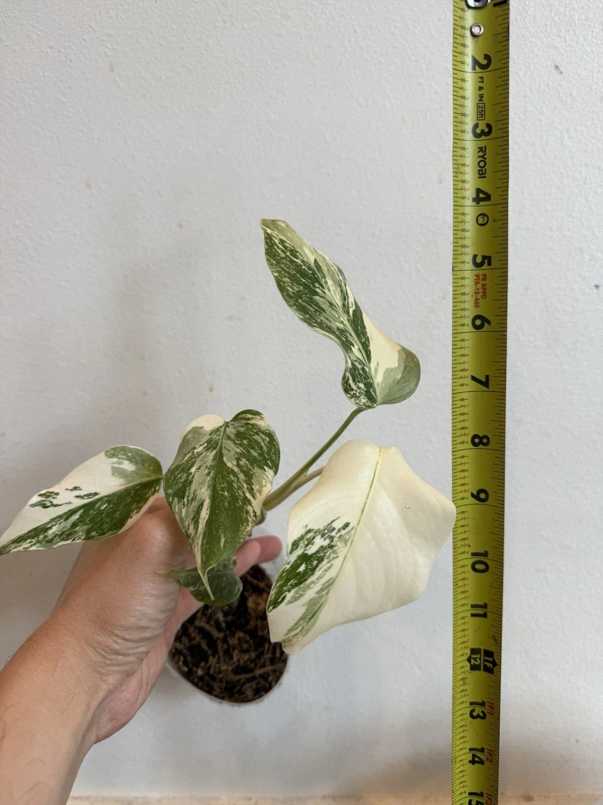 Rooted Variegated Monstera Plant - Albo Borsigiana - Indoor Houseplant - Easy Care Greenery - Air-Purifying Tropical Foliage