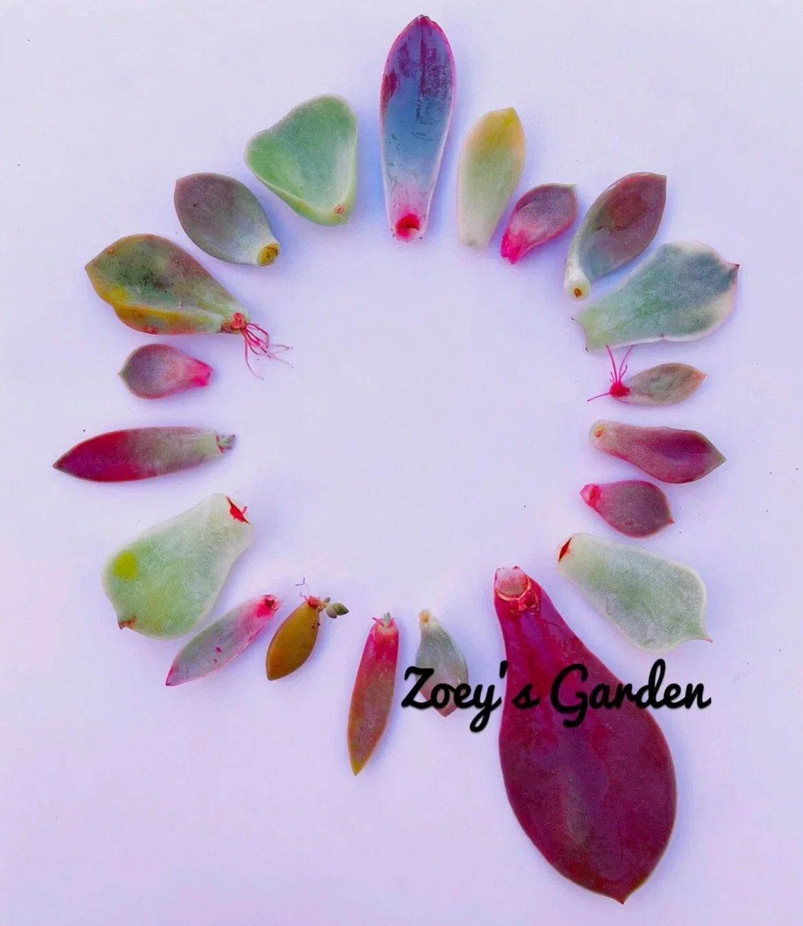 Succulent Plant Leaves for Propagation – Assorted Varieties with Bonus Gift – Indoor & Outdoor Gardening Supplies