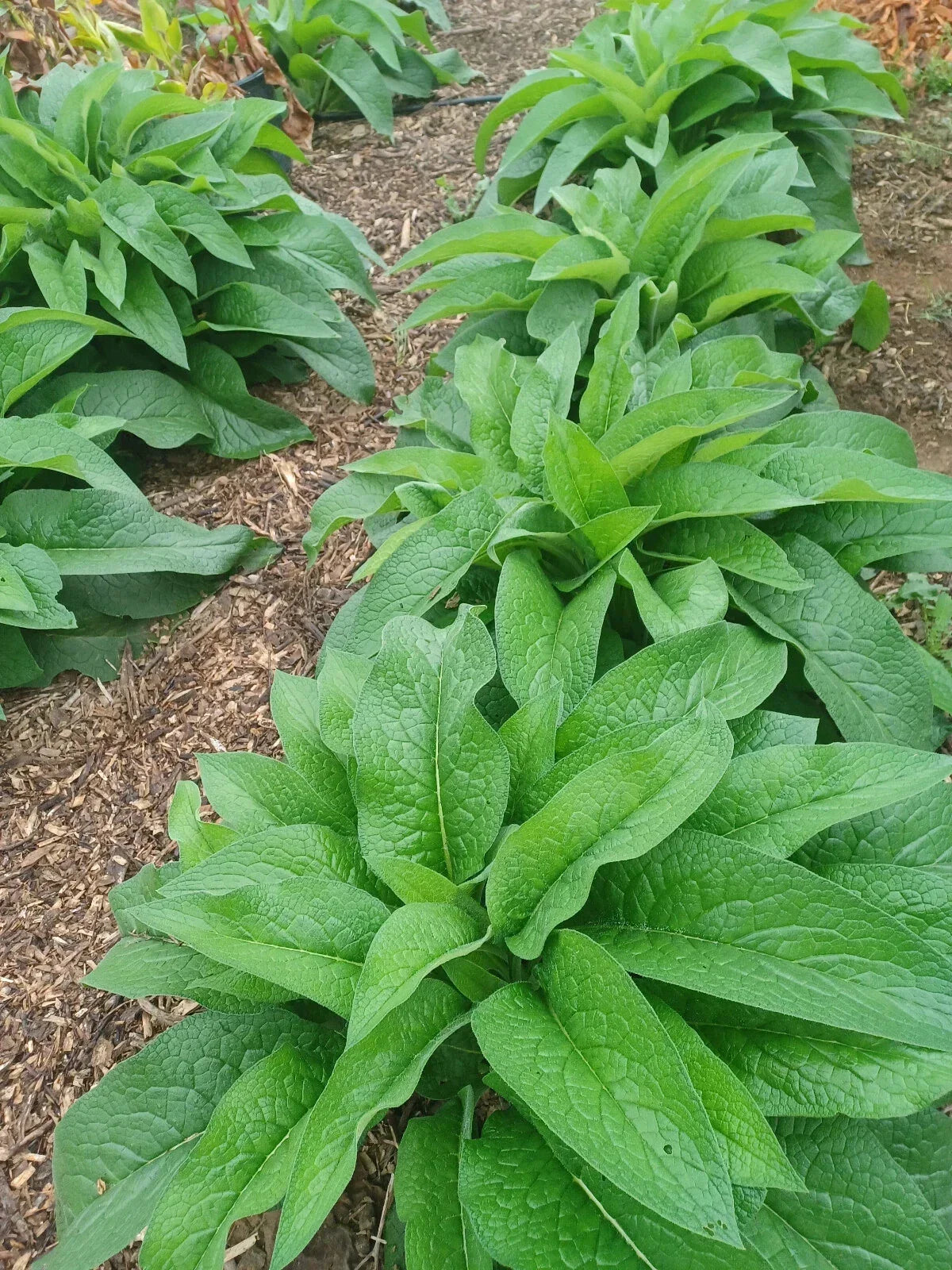 Russian Comfrey Live Root Cuttings - 10 Rhizomes Bocking 14 Symphytum uplandicum Organic California