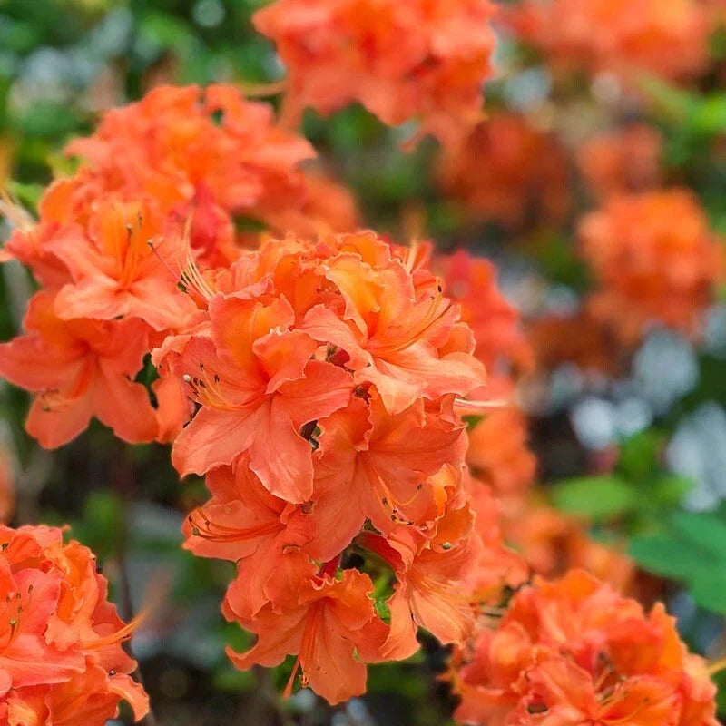Mandarin Azalea Starter Plant - Small Rhododendron Hybrid for Gardens & Landscapes