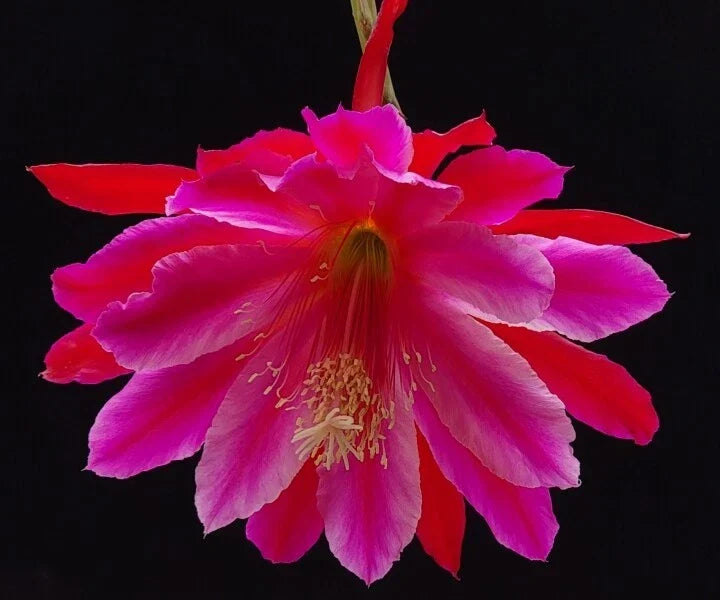 Epiphyllum 'Norwood' Unrooted Cutting - Rare Orchid Cactus, Exotic Indoor Houseplant, Epiphyllum oxypetalum