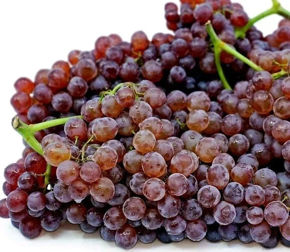 2pcs Vitis vinifera Table Grape Vine Cuttings - Red & Purple Champagne Grapes for Growing Your Own Fruit