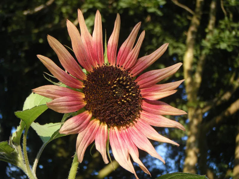 Sunflower Seeds - Indian Blanket Wildflower - 25+ Pack - Annual Gaillardia pulchella - Native Flower Seeds for Garden, Pollinator Attracting