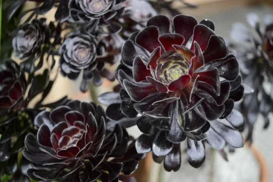 Black Rose Aeonium Zwartkop Succulent Cuttings with Stem – Rosette-Shaped, Drought-Tolerant, Indoor & Outdoor Gardening