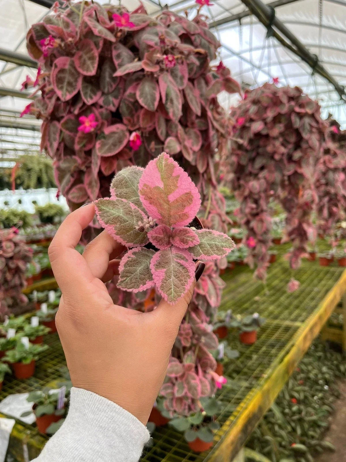 Pink Brocade Flame Violet Plant - Episcia spp. - Indoor Compact Houseplant in 4" Pot - Vibrant Pink and Green Foliage