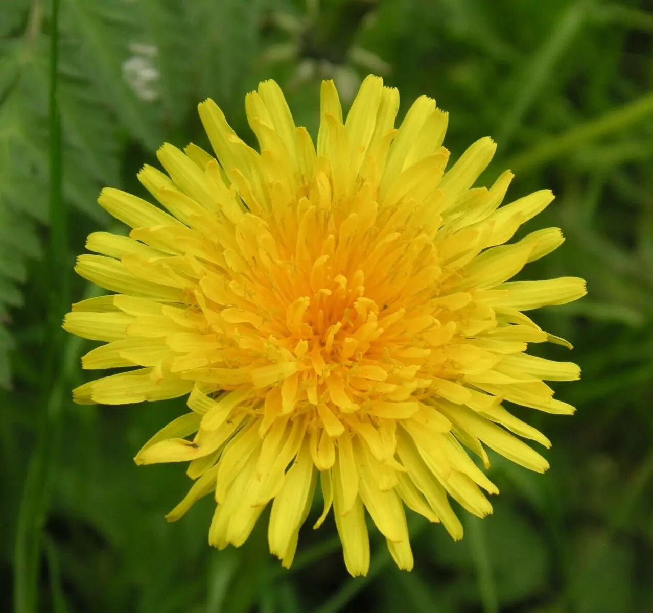 Dandelion Seeds 100+ Perennial Culinary Herb for Garden Teas, Taraxacum officinale, Bright Yellow Flowers, Easy to Grow