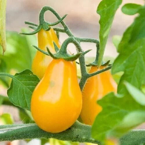 25 Premium Yellow Pear Tomato Seeds - Heirloom Solanum lycopersicum