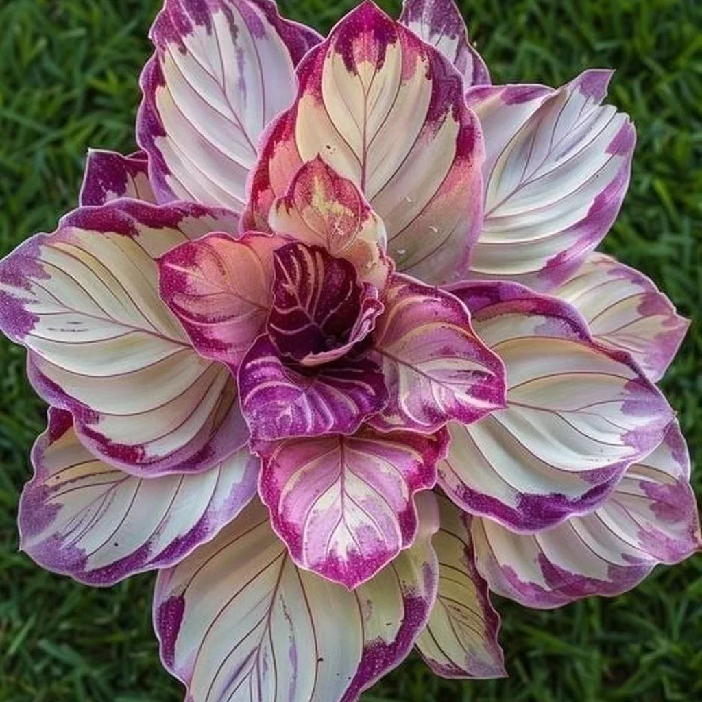 Velvet Flame Calathea Seeds - 25+ Premium Non-GMO Seeds for Indoor & Outdoor Gardening