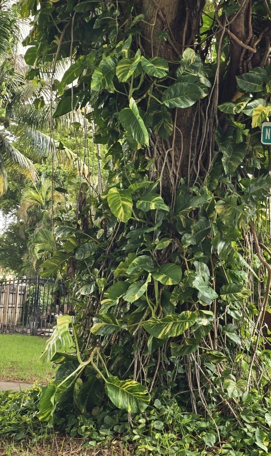 Giant Variegated Golden Pothos Cuttings - 3-Node Epipremnum aureum Indoor Plant Propagation