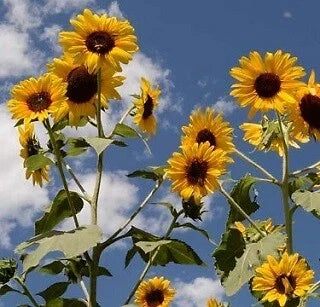 Helianthus annuus Sunflower Seeds - 1,000 Count - Henry Wilde Variety - Bright Yellow Blooms for Garden & Pollinators