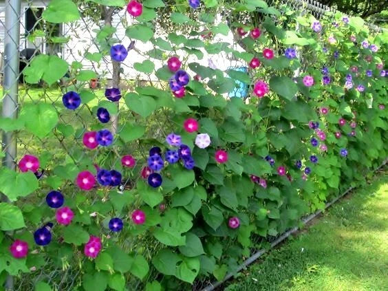 Morning Glory Flower Vine Seeds - Ipomoea purpurea Mix Climbing Vine for Garden, Vertical Garden, Fences & Trellises