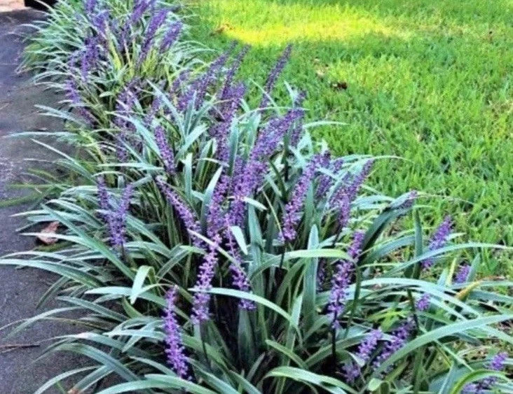 Monkey Grass 100 Bare Root Plants Big Blue Clumping Liriope Spicata Ground Cover
