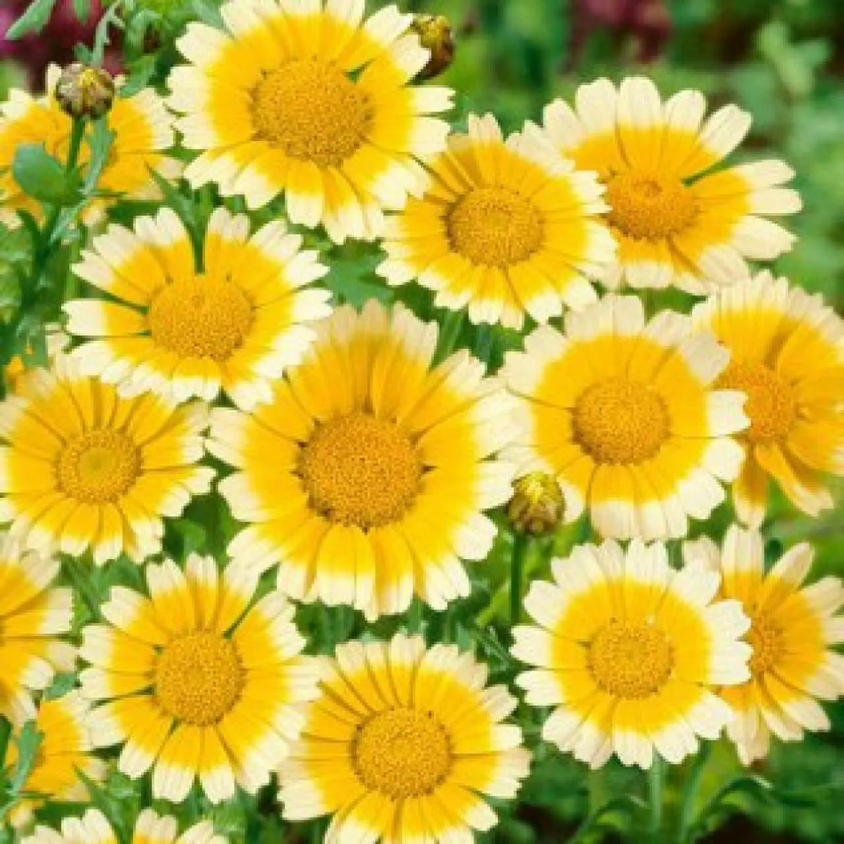 Garland Daisy Seeds 200+ Pack, Yellow and White Chrysanthemum coronarium, Annual Flower Seeds for Garden Beds & Borders