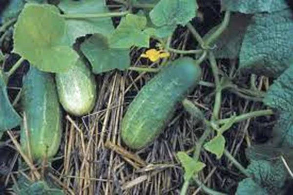Pickling Cucumber Seeds – Heirloom Non-GMO Cucumis sativus for Home Garden, Pickling & Fresh Eating, 25+ Seeds