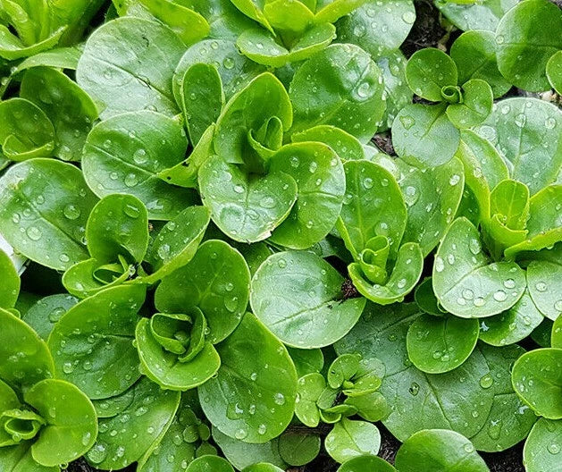 Dutch Corn Salad Seeds - 200+ Broad Leaved Mache, Lamb's Lettuce, Organic, Non-GMO, Heirloom, Cool-Season Greens, Valerianella locusta