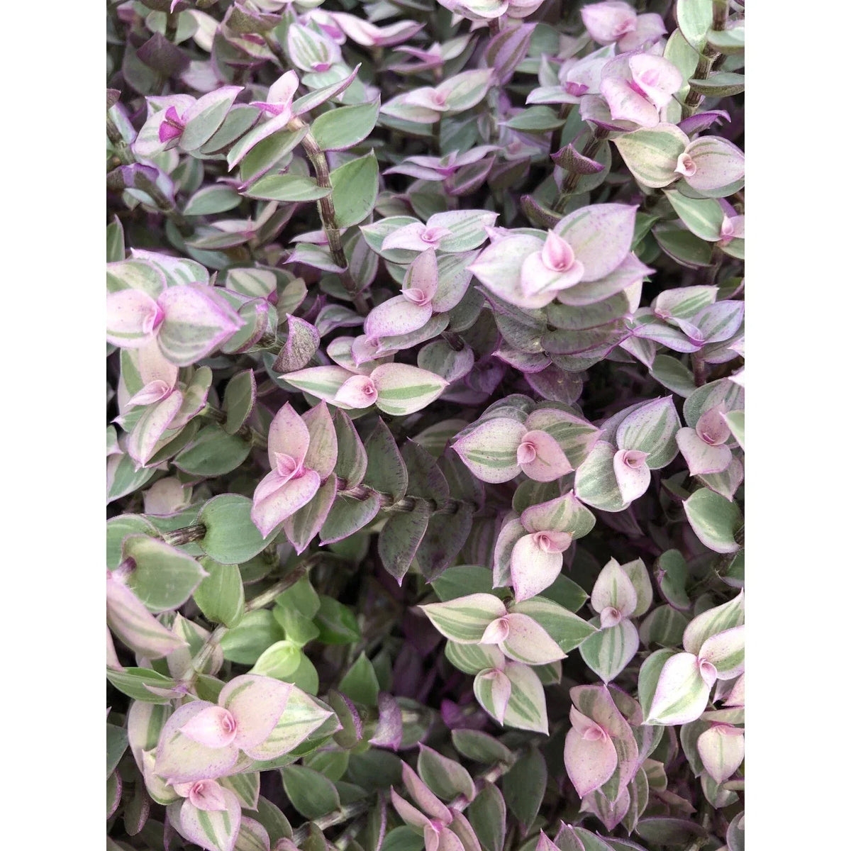 Vibrant Tradescantia Pink Lady Cuttings – 10 Rooted Tradescantia albiflora for Indoor House or Office Decor