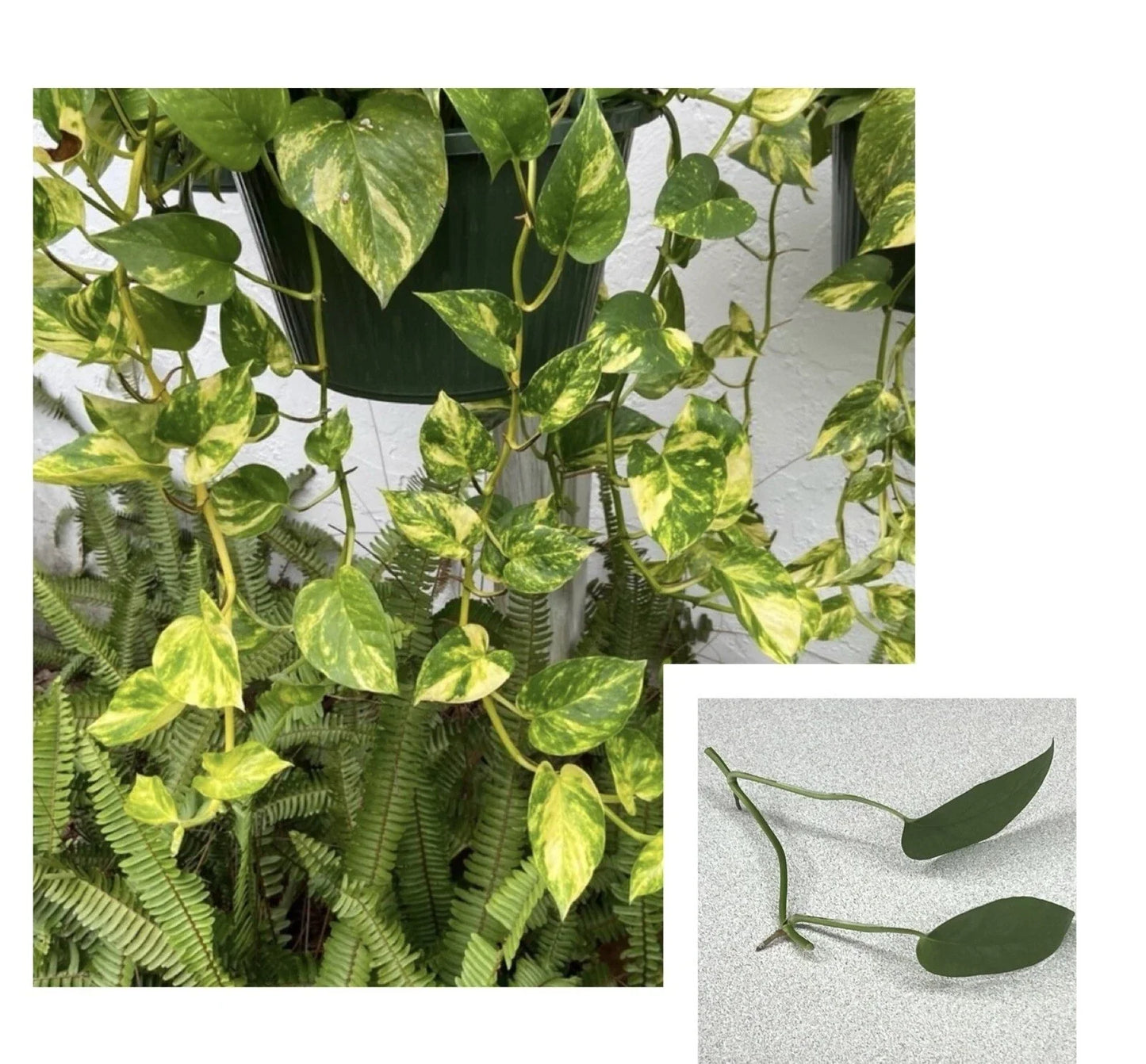 Golden Pothos & Cebu Blue Pothos Unrooted Cuttings – 2 Leaves, 2 Nodes, Propagation Plants, Epipremnum aureum & Scindapsus aureus