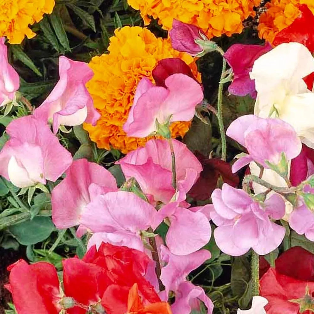 Knee High Sweet Pea Seeds - NON-GMO Heirloom, Fragrant Lathyrus odoratus Garden Seeds for Borders & Containers