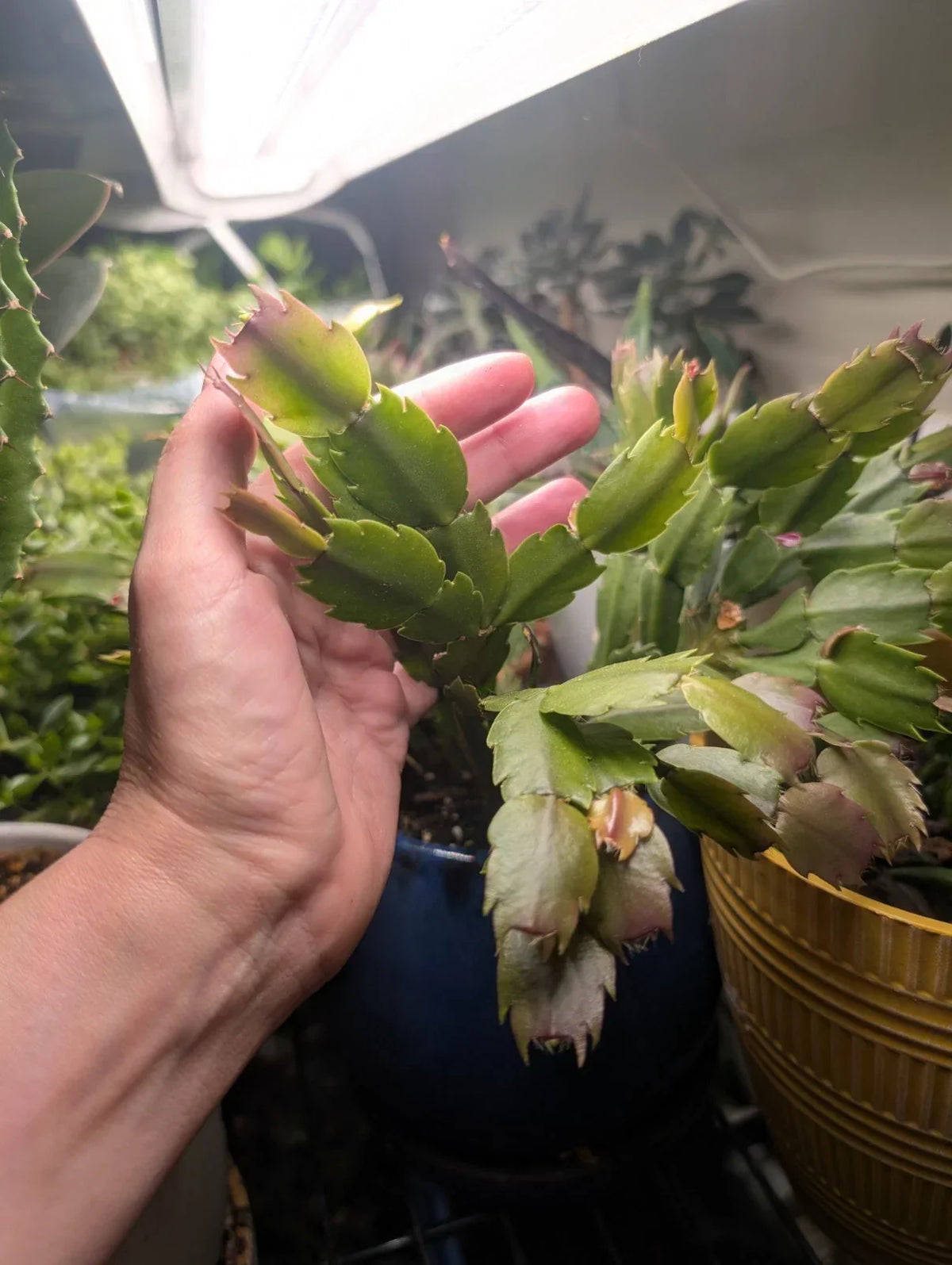Thanksgiving Christmas Cactus Live Plant - Schlumbergera spp. Rooted Branches