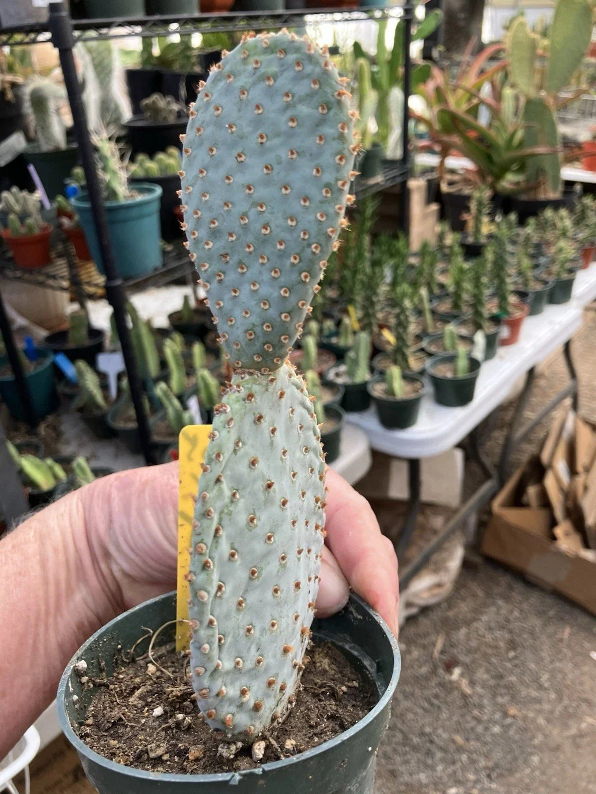 Beavertail Cactus Potted Plant 7.5" Opuntia basilaris Drought-Tolerant Succulent Desert Plant