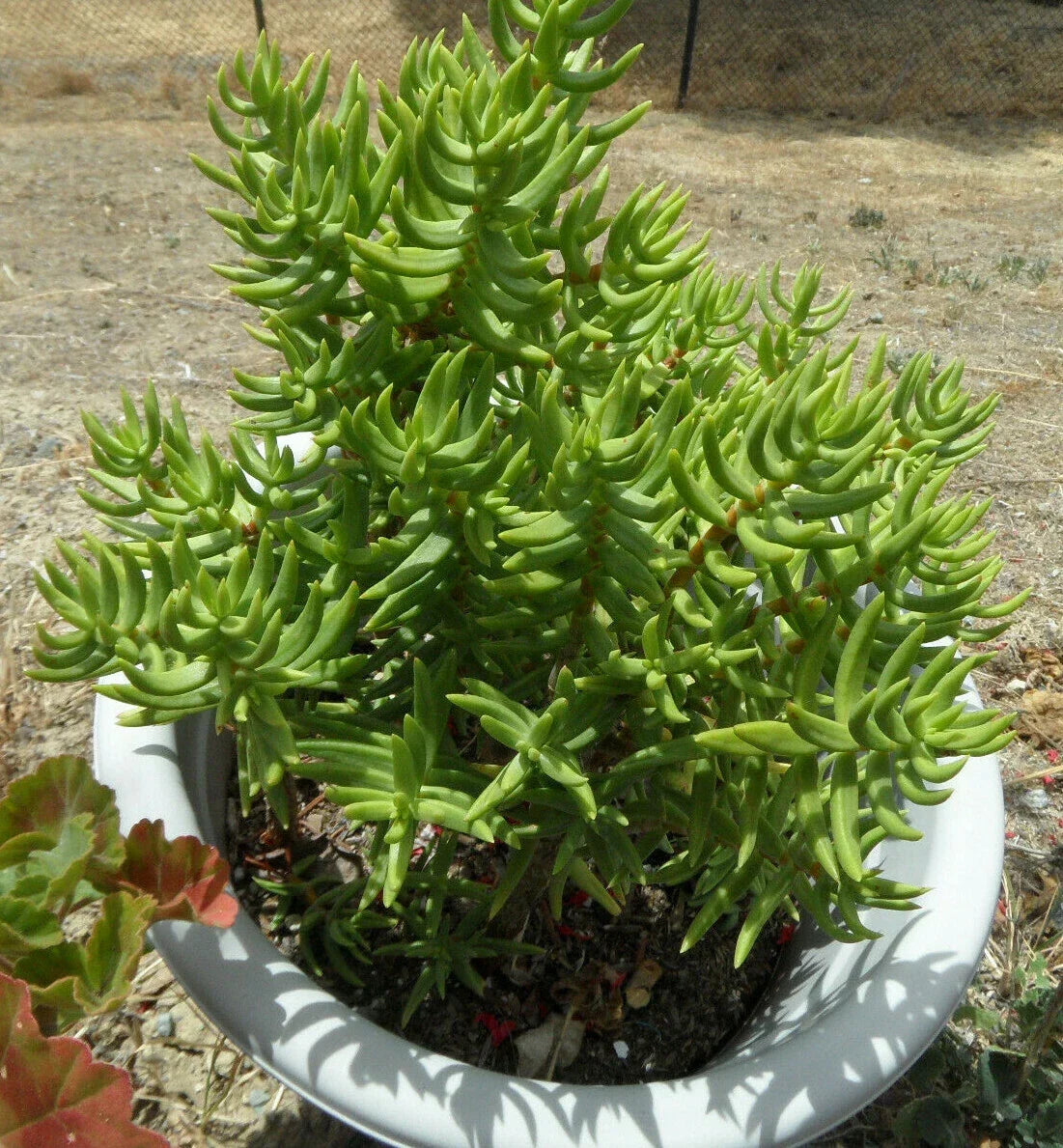 Crassula Tetragona Mini Pine Tree Succulent Cuttings Lot of 5 - Indoor Decorative Plants, Easy Care, Low Maintenance