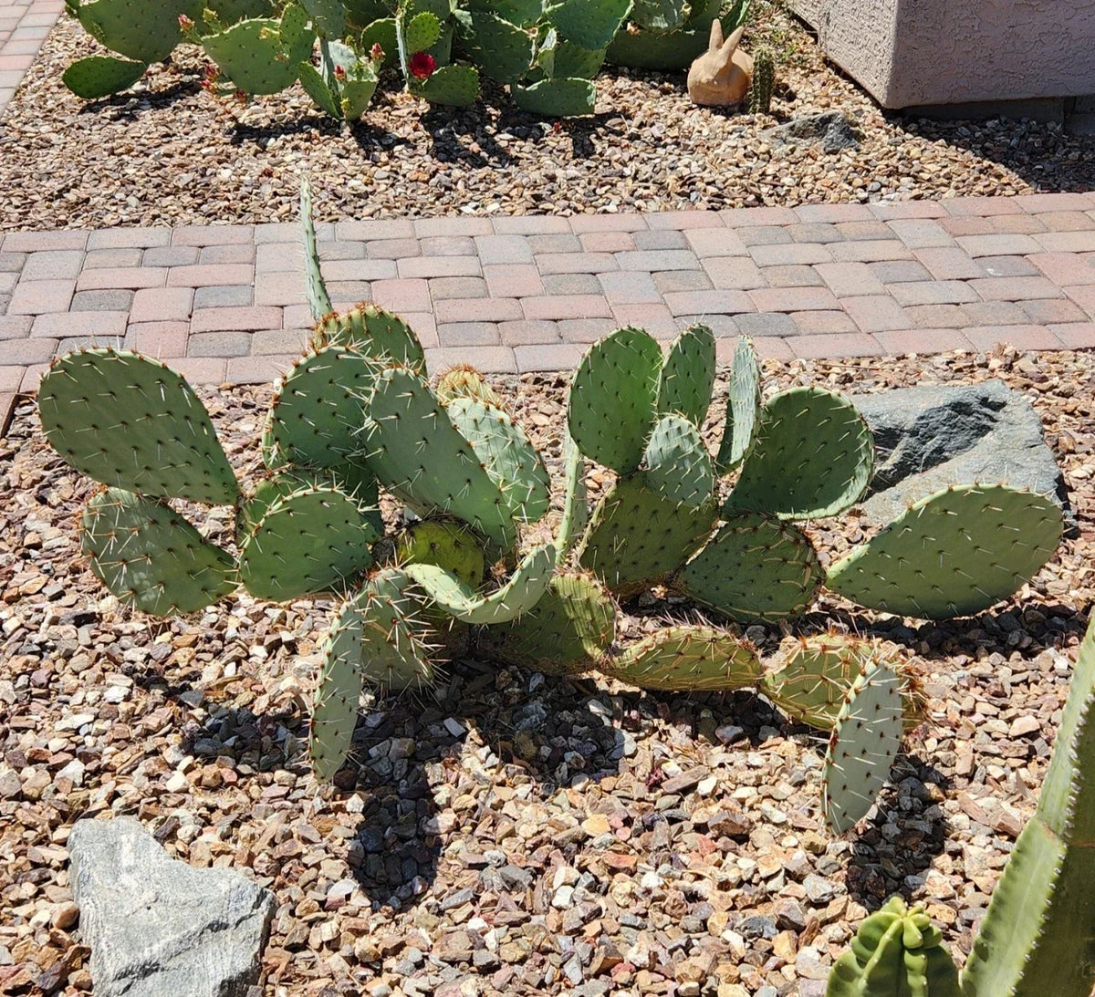 Opuntia Engelmannii Live Cactus Pad Segment - Engelmann's Prickly Pear Succulent Plant Cutting