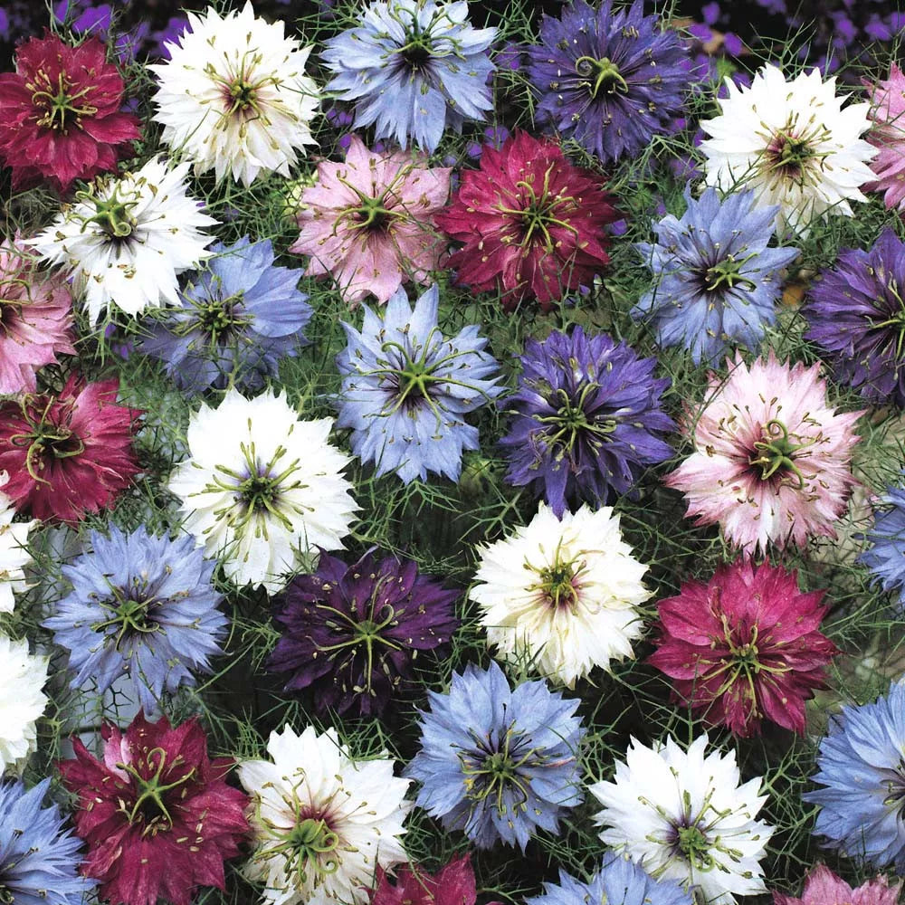 Love in a Mist Seeds - 475 Count Mix - Nigella damascena Annual Flower Seeds for Garden, Bees & Butterflies