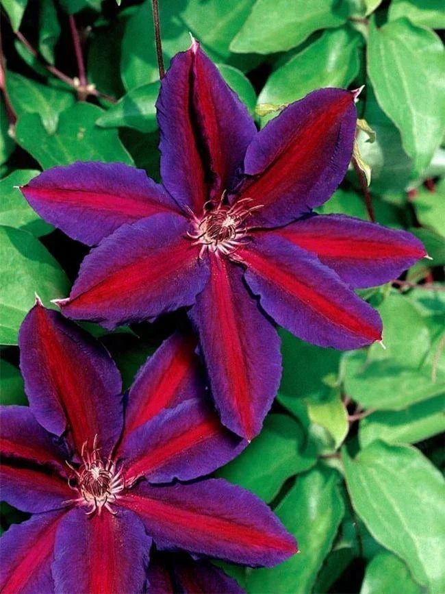 Clematis Seeds 25 Pack | Purple Red Climbing Perennial Flower | Clematis viticella Garden Vine Seeds