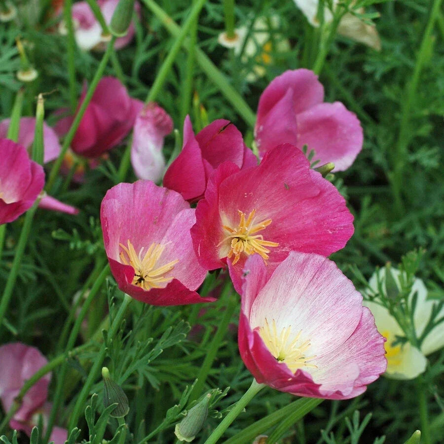 California Poppy Seeds Purple Gleam - Non-GMO, Easy to Grow, Drought-Resistant, Vibrant Blooms, Eschscholzia californica
