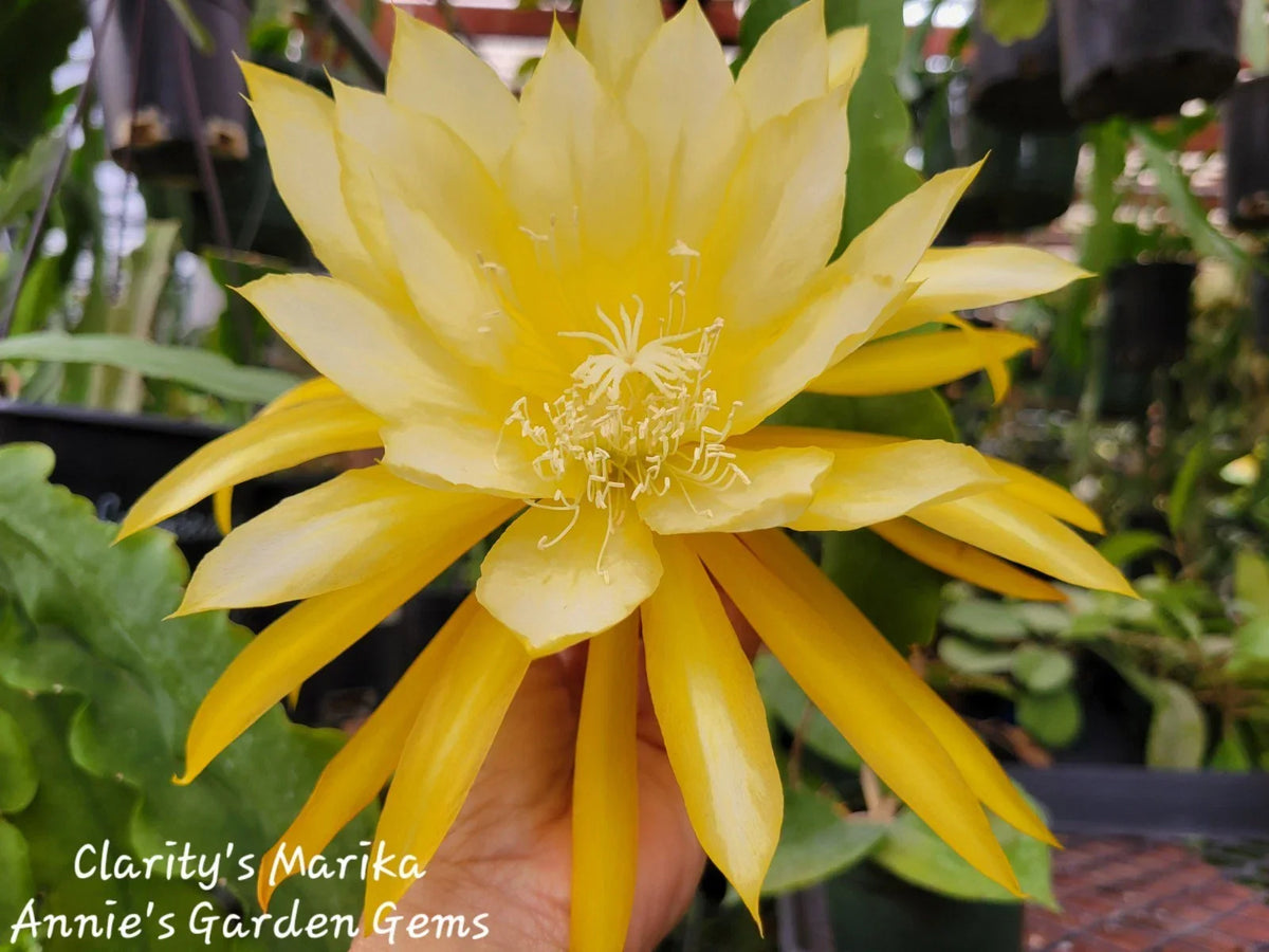 Epiphyllum Cuttings 8-10 Inches Long - Clarity's Marika - Unrooted Exotic Cactus Plant - Epiphyllum oxypetalum