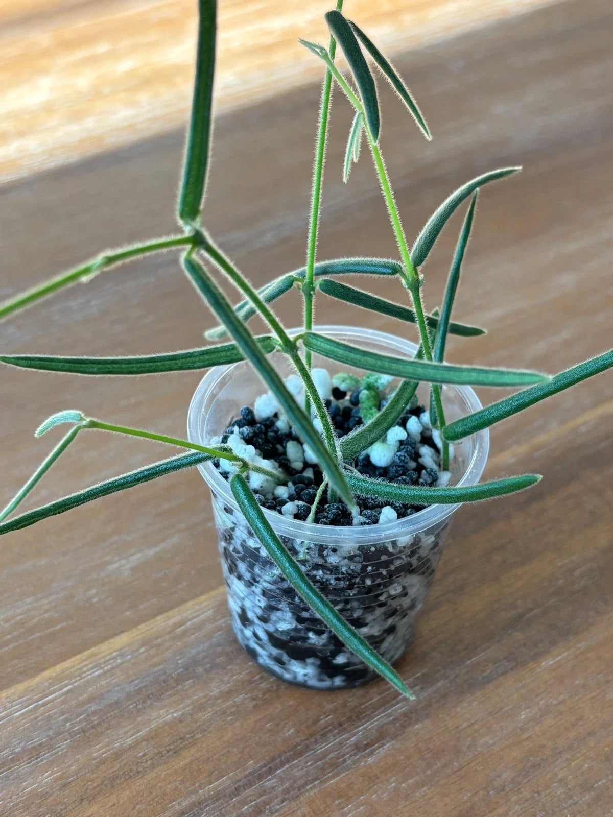 Hoya Cuttings Set of 6 | Rare Wax Plants | Indoor & Outdoor Propagation | Hoya spp.