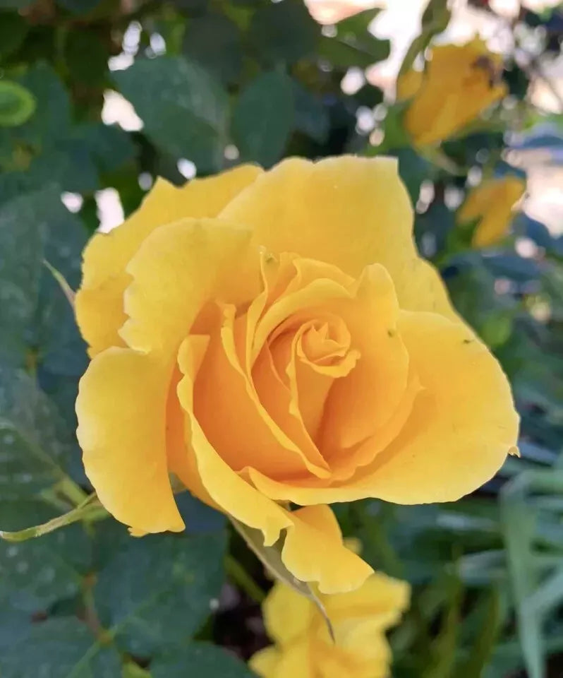 Radiant Perfume Rose Cuttings - Fragrant Yellow Rose for Planting - Rosa 'Radiant Perfume' - Garden, Flowering, Eco-Friendly