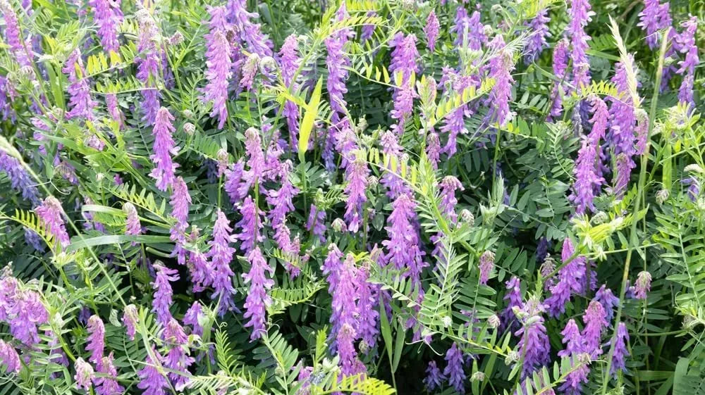 Hairy Vetch Seeds 1 Pound - Cover Crop, Pollinator, Soil Enhancer (Vicia villosa)