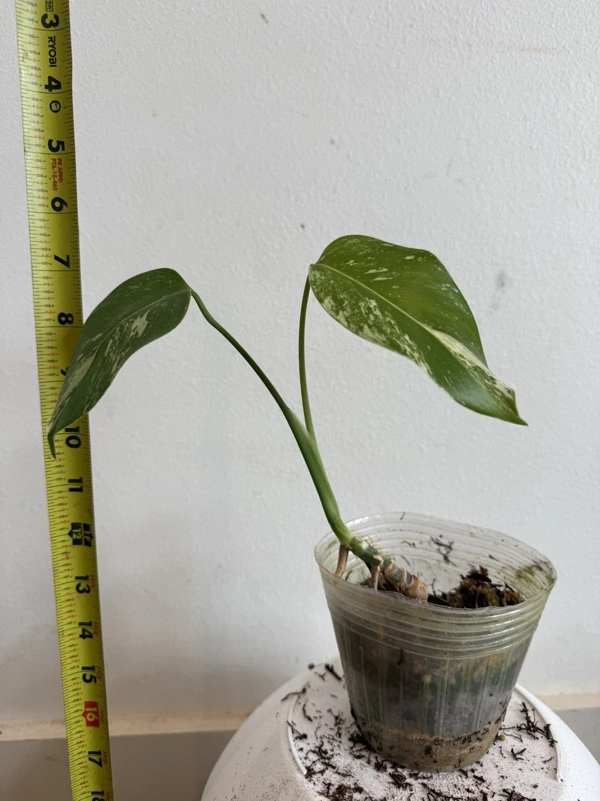 Rooted Variegated Monstera Albo Borsigiana Plant – Tropical Houseplant with White Variegation – Monstera deliciosa in 6-inch Pot