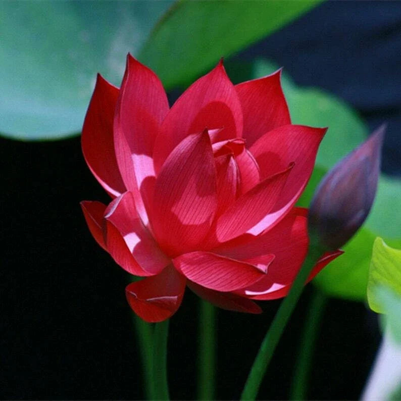 Red Lotus Seeds Pack of 5 - Nelumbo nucifera - Tropical Aquatic Flowering Seeds for Ponds & Water Gardens