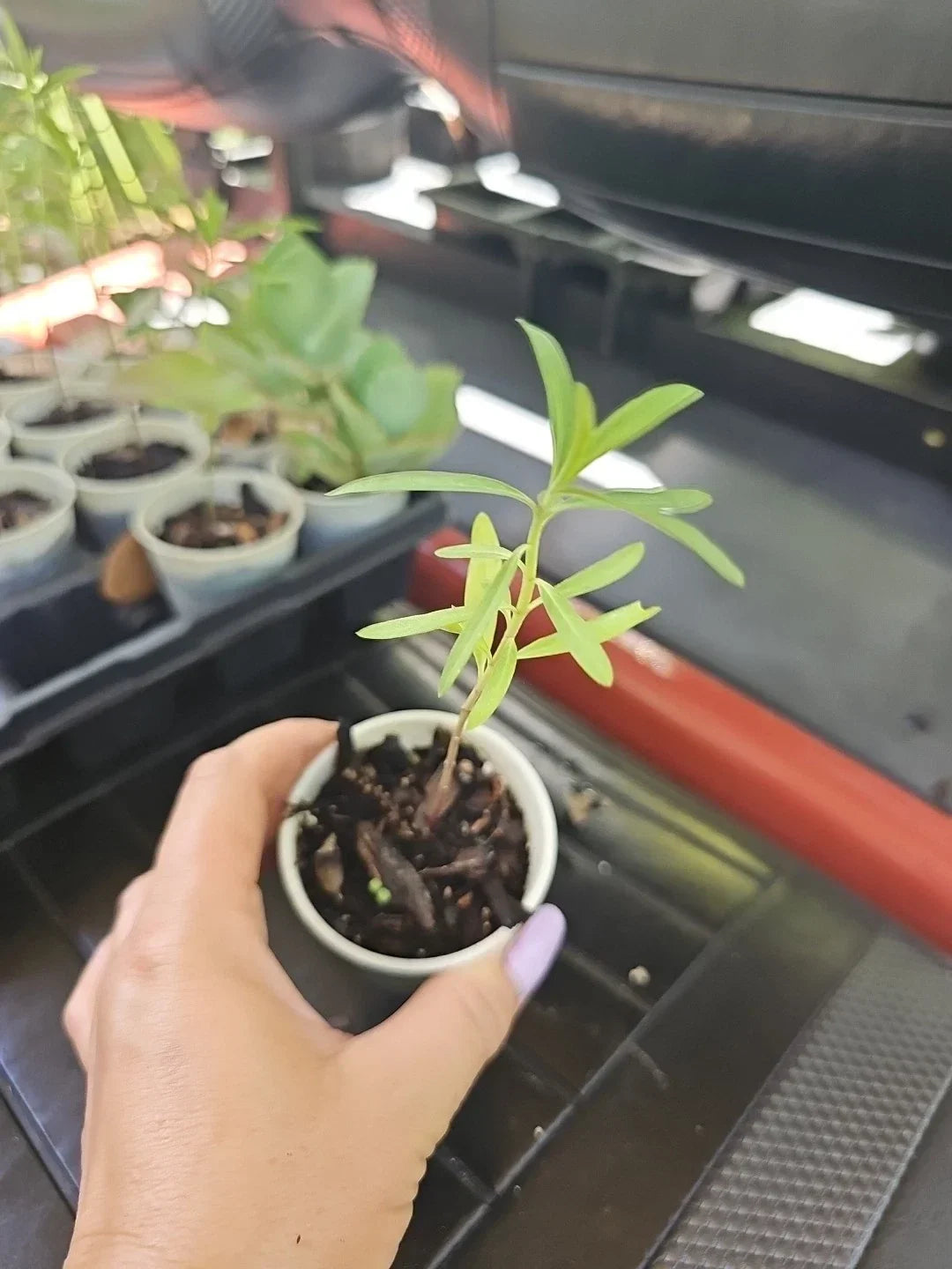 Balloon Milkweed Live Plant 4" Pot | Hairy Balls Butterfly Weed | Asclepias Gomphocarpus for Pollinators