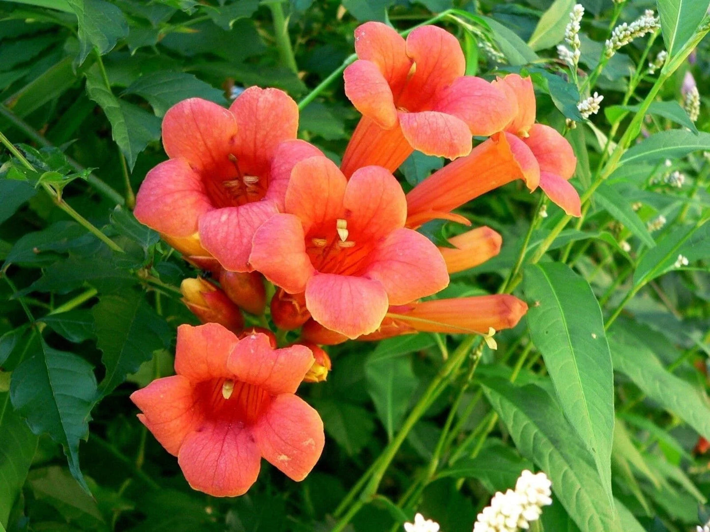 Hummingbird Trumpet Creeper Vine Seeds – 70 Campsis radicans Flower Seeds for Garden, Landscaping & Attracting Hummingbirds