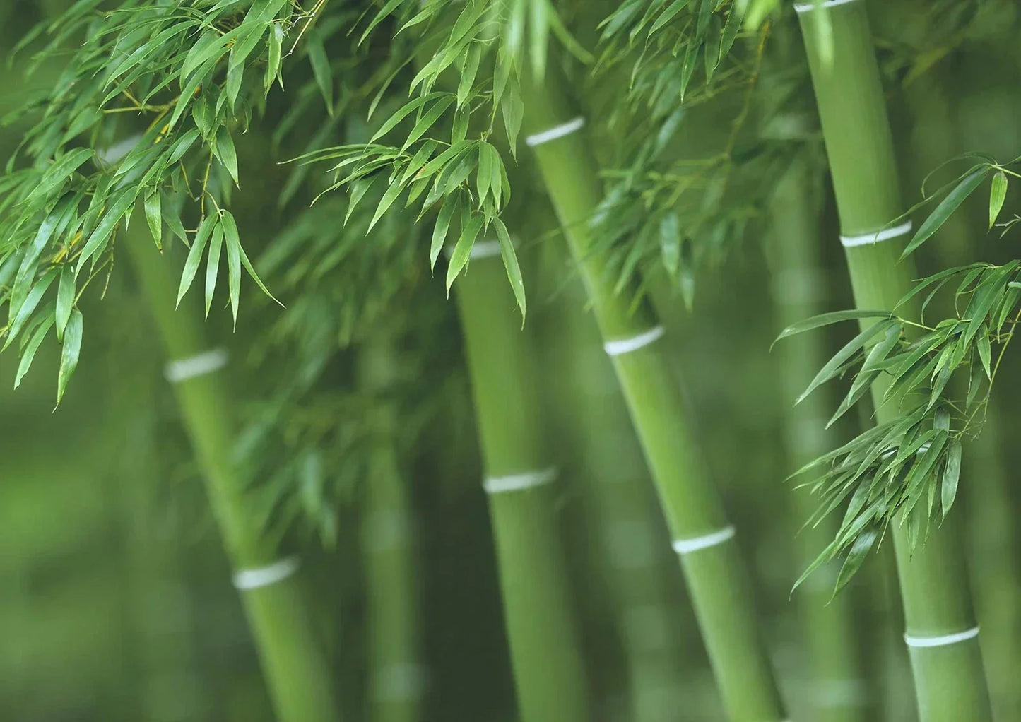 Bamboo Seeds for Planting - 300+ Exotic Fast Growing Varieties - Ships from Iowa, USA
