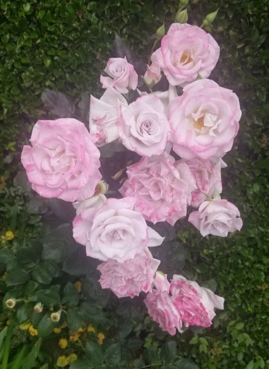 Dusty Rose Succulent Cuttings 3-Pack with Pink Edging, Echeveria spp., Fresh and Vibrant Plant Propagation Material