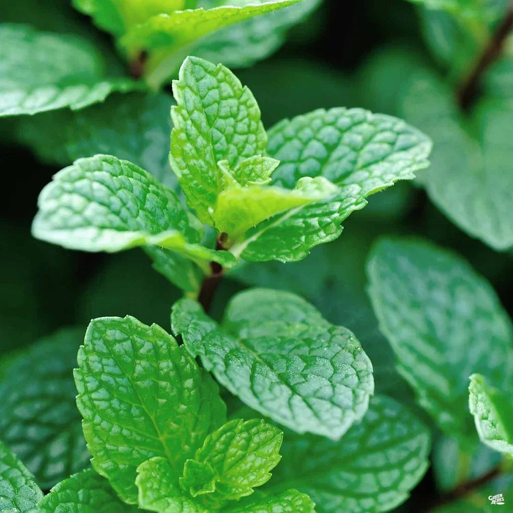Live Peppermint Plant - 4" Pot Mentha x Piperita Herb for Culinary Use, Fresh, Fragrant, Fast Growing