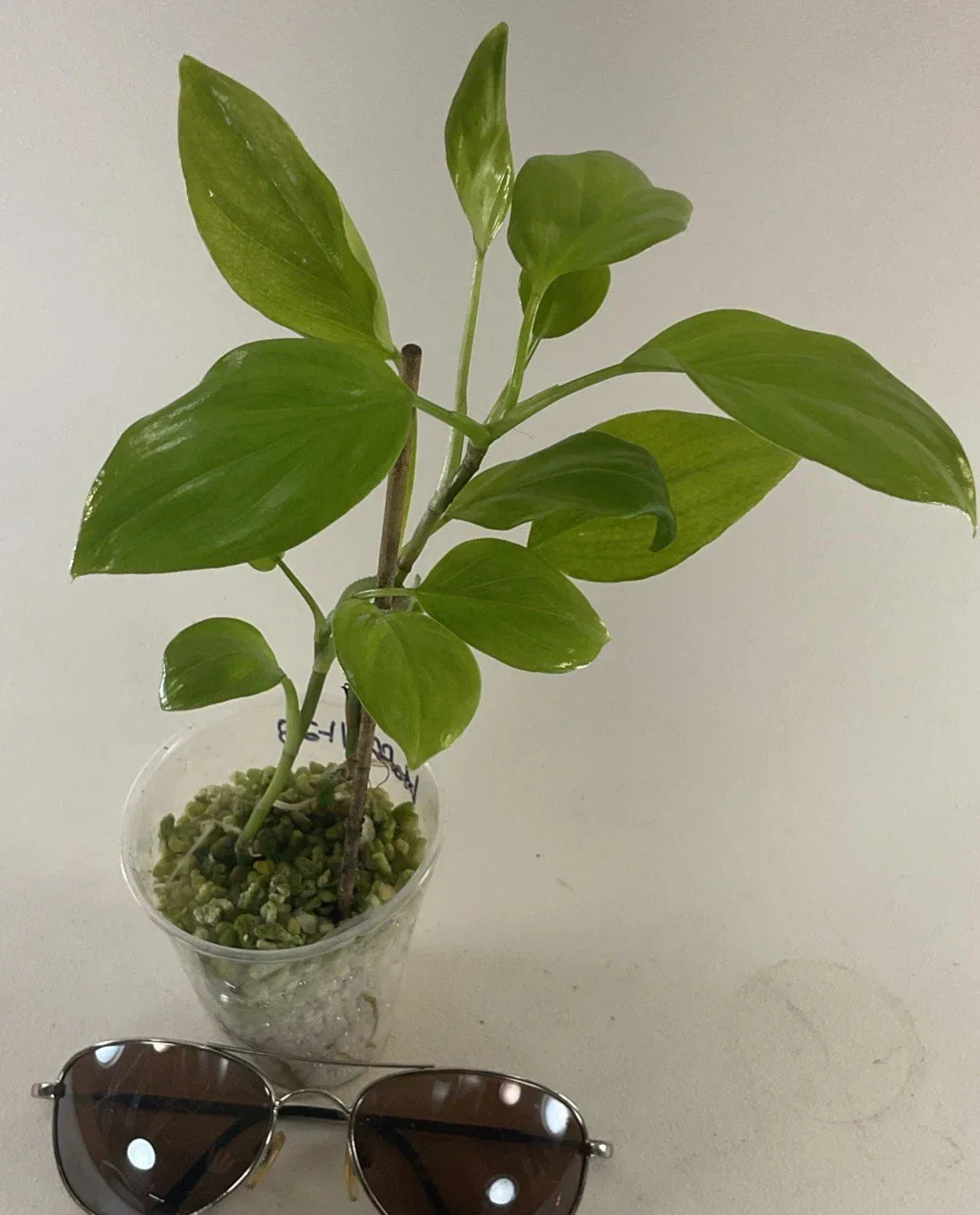 Philodendron Hoffmanii Plants – 2 Pack, Rare Indoor Houseplants, Easy Care, Green Foliage, Home Grown, Free Shipping USA