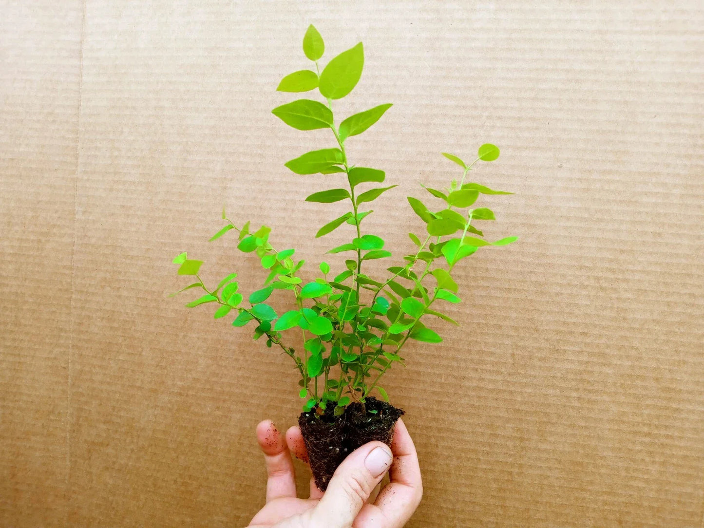 Biloxi Blueberry Starter Plants - 2 Pack - High Yield, Pesticide-Free, Vaccinium corymbosum - Zones 5-10
